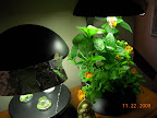 9/8 week flowers. Maybe buds on convolvulus. Lettuce replanted.