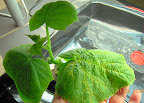4 week dishtub cuke - didn't prune off this leaf, but it was badly damaged.