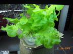 5 week hydroton heatwave mix - muching.