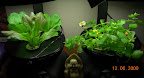 2 week romaines and 11 week mimulus - only 2 mimulus remain in the flower mini, removed the zinnia and convolvulus.