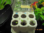 2 week coleus, 3 snapdragons. 1 week lemon balm and peppermint not sprouted yet.