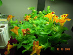 13 week mimulus very happy. The white is blooming, too, but in back of the orange