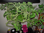 12.5 week jet star tomato - RIP. More buds, but still none flowering.