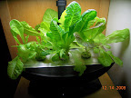 6 week mostly-KRC lettuce. Currently in Deluxe - will get much redder there.