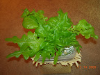6 week lettuce outrider. The looseleafs seem happier here than in the pro100. Possibly because they're much cooler.