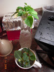 Impatiens cuttings. Bottom 2 were in mini, but I think the nutes were too strong there.