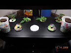 Pro100 now has 2 eggplant pods (not yet hatched), 4 impatiens cuttings (destination?) and 2 fresh-planted cucino cukes.