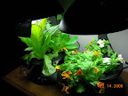 3 week romaines, 12 week mimulus. Need to thin and eat some romaine. :)
