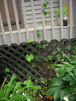 Pole beans and sugar snap peas, much distressed by using AC this week (that trellis masks the AC compressor - hot gale).