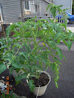 10 week razzleberry tomato drinks like a fish.