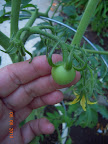 10 week razzleberry has biggest fruit - with another almost this size.