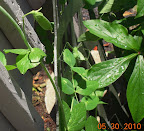 Sugar snap pea finally has 2 pods