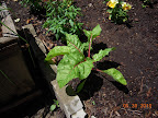 Chard took off after giving some sea magic fertilizer!