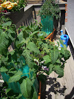 9 week brandy boy and tomande tomatoes - these keep their cloches. Flowering.