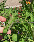 razzleberry - leaf roll, purple undersides, fine freckles