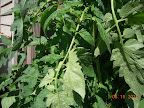 comparison, leaves of bucks county tomato (has aphids, but green & no rolling)