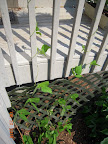 Last surviving pole beans - rust and A/C problems. Snap peas died.