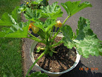 7 week zucchini, male and female flowers, and another seedless wonder harvested