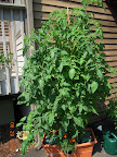 12 week bucks county, 13 week early girl, outgrowing their supports - in June