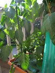 13 week peppers - carmen (front, tall) still setting more fruit, short plants stopped