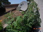 12 week tomande, extends another couple feet behind the satellite dish - huge