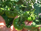 12 week tomande - has a *lot* of fruits - 50 set? maybe 8 this size already