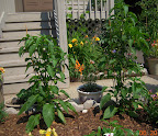 13 week mini red stuffing peppers, still setting more fruit, still growing taller