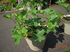 7 week cantaloupe - flowers, possible fruit set, still healthy