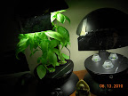 5 week basil, 2 day romaines (roman emperor)