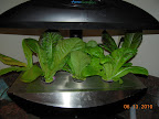3 week romaines - first harvest after picture (to keep outer same height as inner pods)