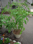 11 week razzleberry tomato - lots of fruit and flowers (this one's determinate)