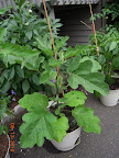 12 week gretel eggplant, first bloom