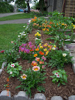 annual bed - gazanias and vinca starting to get somewhere, pansies gradually being retired
