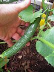 8 week Japanese cuke - biggest fruit. Having a lot of female-flower-shriveled trouble.