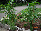 14 week mini red stuffing peppers - may try some green this week