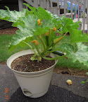 8 week zucchini - underwhelming this week, scraped out the extra fertilizer