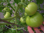 13 week razzleberry biggest fruits - has lots
