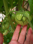 14 week early girl biggest fruit - has more fruit, but not as big as the bucks