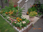 pulled out more pansies and planted the annual hibiscus after this picture, added a zinnia and more basil plants