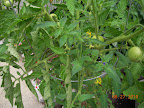 13 week razzleberry - leaves much improved!