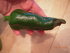 14 week carmen pepper, first harvest had BER :(