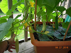 8 week pearl, cucino, and tendergreen cukes, all bearing - a lot!
