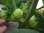 13 week brandy boy - a clump of healthy toms (bigger ones lost to BER)