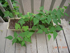 9 week bush beans harvesting