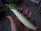 15 weeks (7 from transplanting out) - first gretel eggplant - delicious!!!