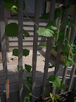 pole beans starting to flower, bush beans behind are done with first (biggest) harvest