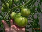 14 week razzleberry - waiting for pink...