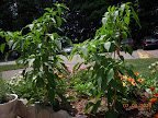 15 week mini stuffing peppers, loaded with fruits that do not taste good green - blech