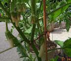 15 week gretel eggplant - 8 more fruit under development - just picked first one