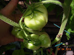 15 week early girl - might see color on this biggest soon - lots of fruit, but not as big as other tomatoes